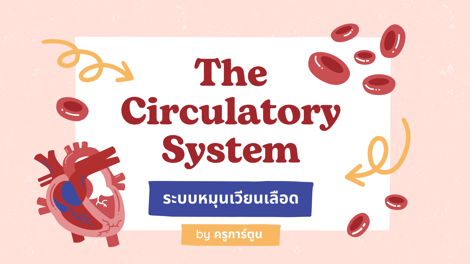 ระบบหมุนเวียนเลือด ม.1-ม.3